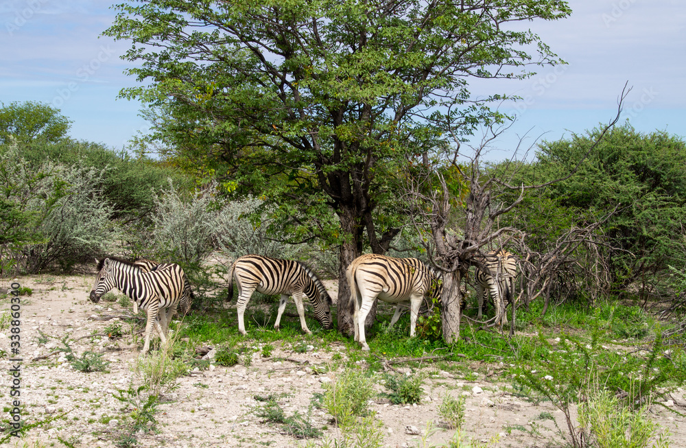 Obraz premium zebras in the national park,africa