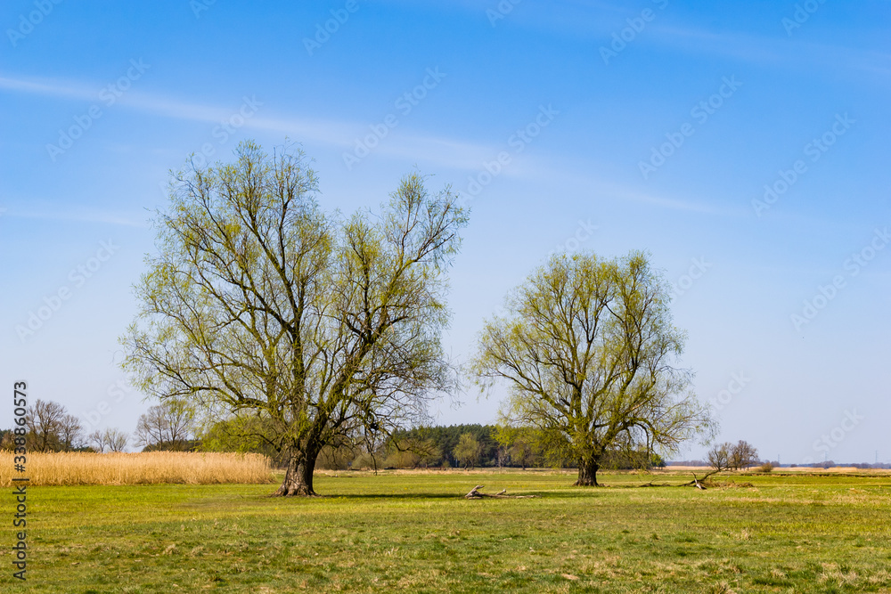 Rzeka Narew. Dolina Górnej Narwi. Wiosna na Podlasiu, Polska Rzeka Narew. Dolina Górnej Narwi. Wiosna na Podlasiu, Polska
