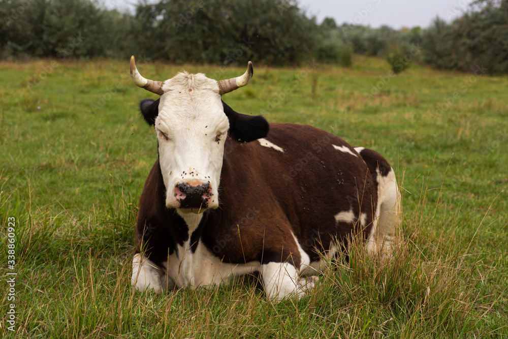 Rural cows graze on a green meadow. Rural life. Animals. agricultural country