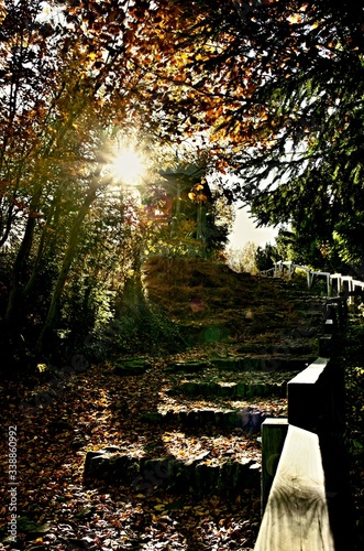 sunset in the forest