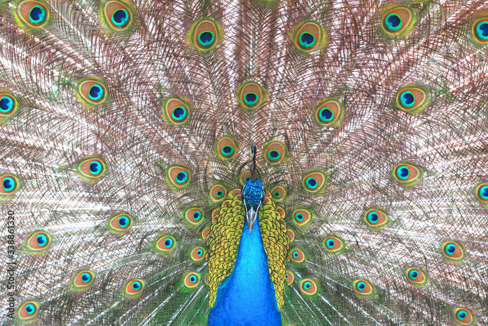 Obraz premium beautiful indian peacock with peacock feathers in the peacock's tail