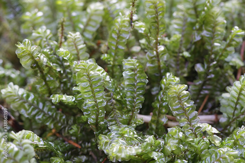 Plagiochila asplenioides, known as  Greater Featherwort moss photo