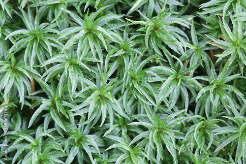 Atrichum undulatum, known as the common smoothcap moss photo
