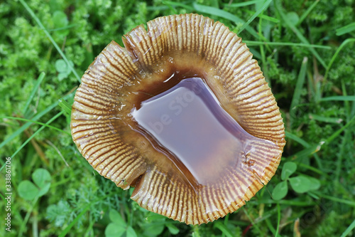 Russula recondita, a brittlegill mushroom from Finland with no common english name photo