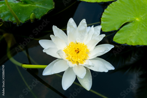  close up of white lotus flower