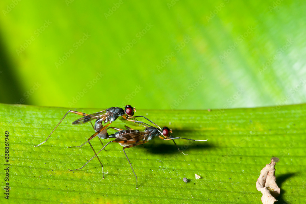 Macro insect is breeding on a leaves, Soft and blur style