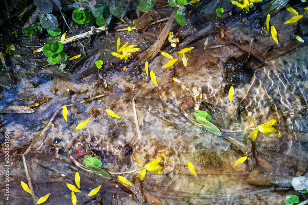 Spring water with yellow petals in the forest on sunny day in springtime Spring water with yellow petals in the forest on sunny day in springtime