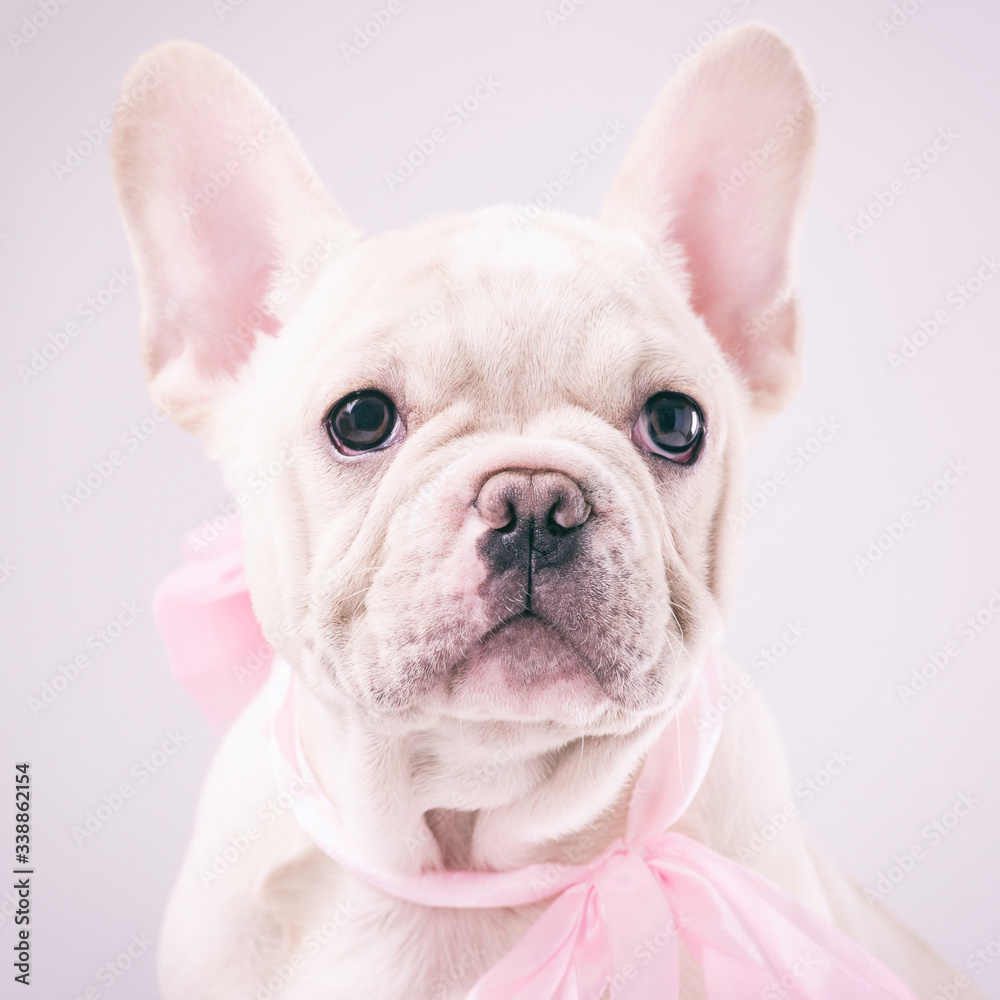 Cute French Bulldog puppy wearing pink scarf