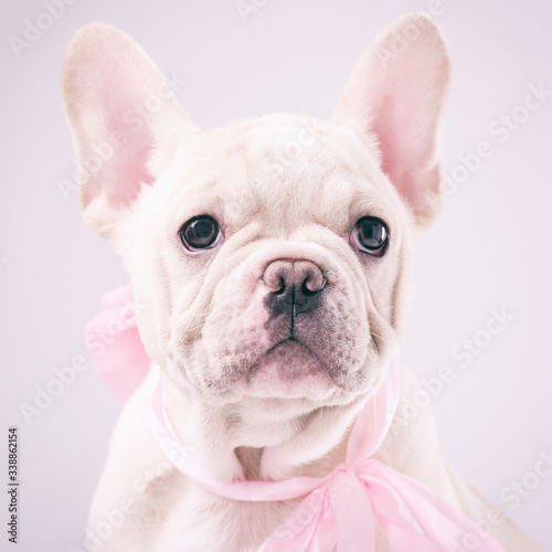 Cute French Bulldog puppy wearing pink scarf