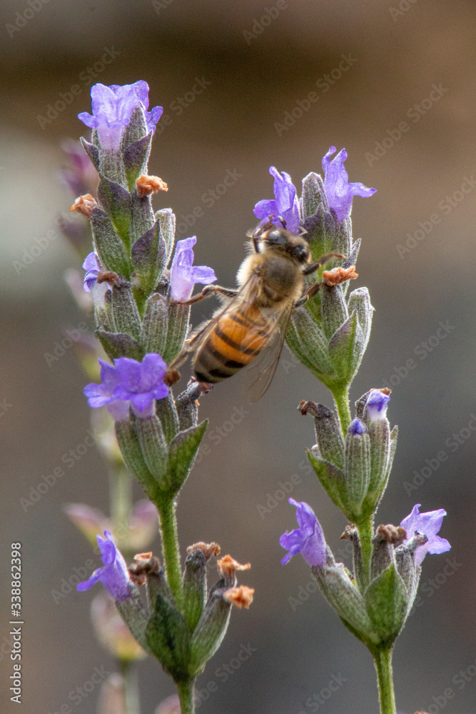 Fototapeta premium Bee on Lavender
