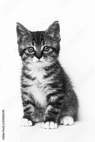 Chinese Li Dragon kitten sitting in black and white © AllenLee