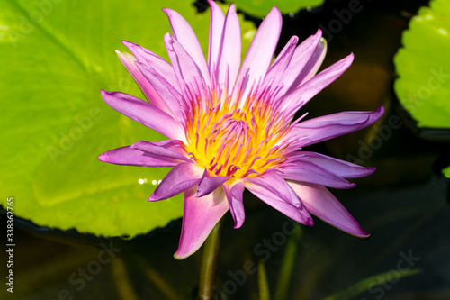  close up of pink lotus flower