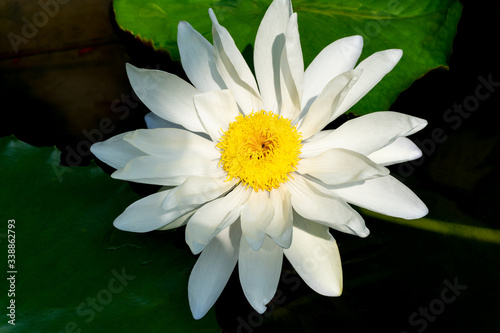 close up of white lotus flower