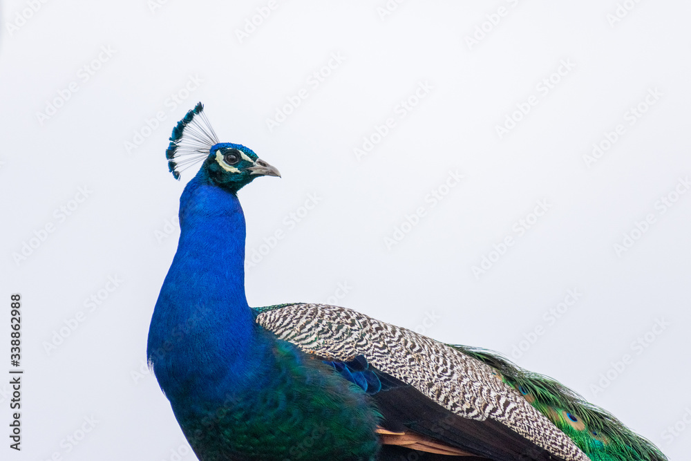 Obraz premium Peacock