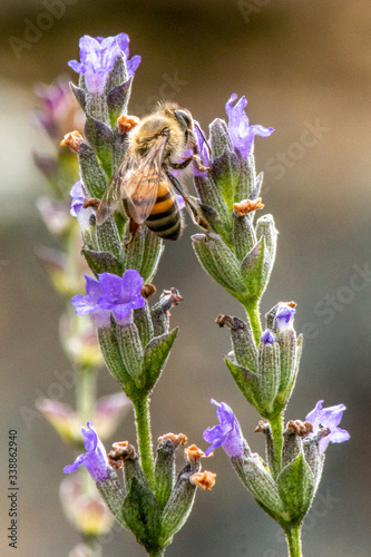 Bee on Lavender