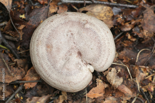 Lactarius flexuosus, known as the stumpy milkcap, wild edible mushroom from Finland photo