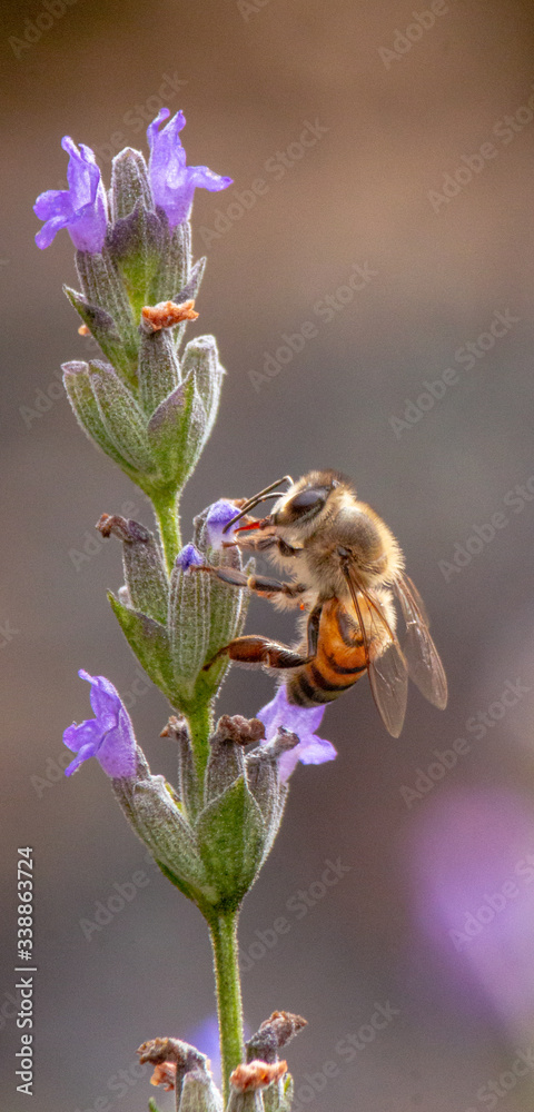 Fototapeta premium Bee on Lavender