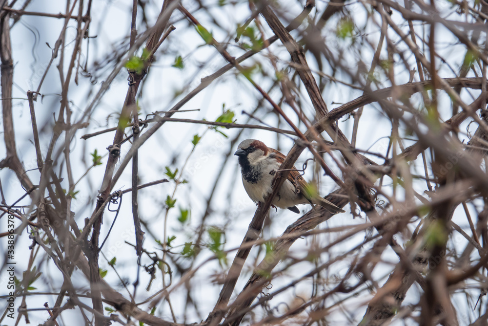 House Sparrow Perched on Branch in Springtime House Sparrow Perched on Branch in Springtime