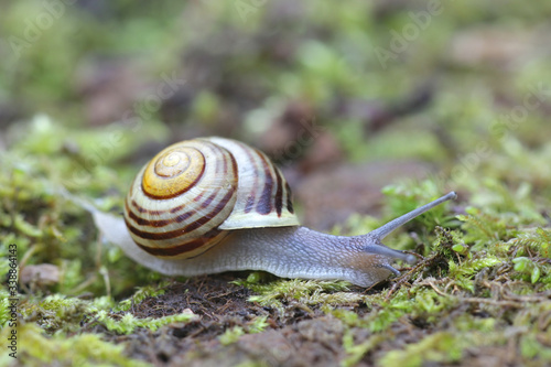 Cepaea hortensis, known as white-lipped snail or garden banded snail