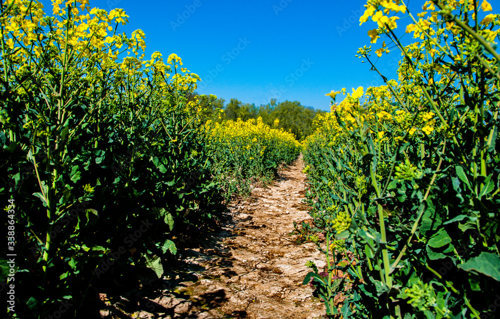 Rapeseed field on sunny day with pathway during spring time