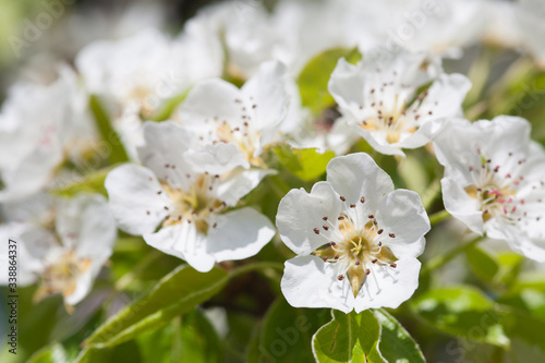 pear blossoms over blurred nature background. Spring flowers. Spring Background with bokeh
