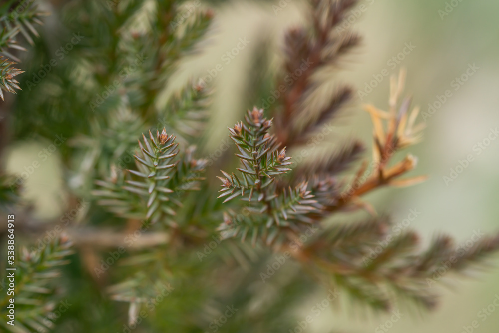 Juniper Leaves in Springtime Juniper Leaves in Springtime