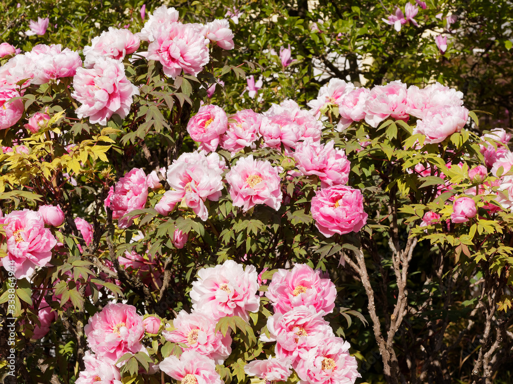 (Paeonia suffruticosa) Bloom of pink and red flowers of a tree peony in a garden in early spring (Paeonia suffruticosa) Bloom of pink and red flowers of a tree peony in a garden in early spring