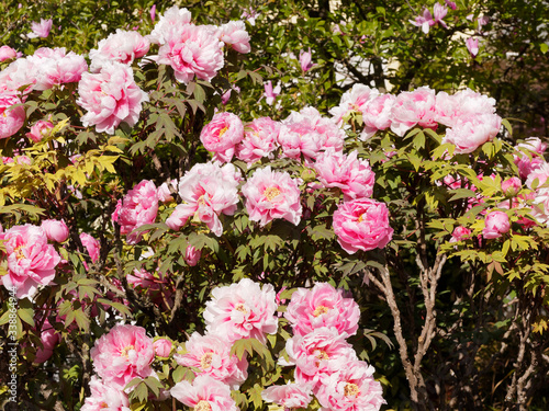  Paeonia suffruticosa  Bloom of pink and red flowers of a tree peony in a garden in early spring