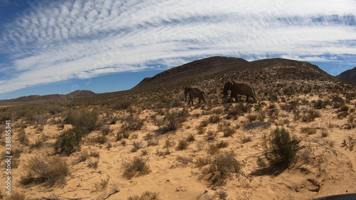 South Africa game drive safari watching elephant fisheye len view slow motion