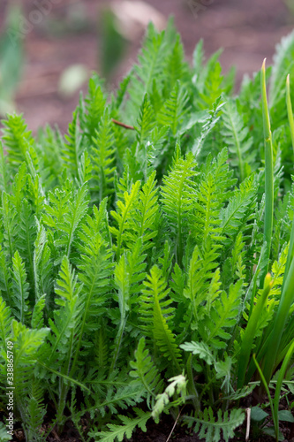 Green Ferny Leaves