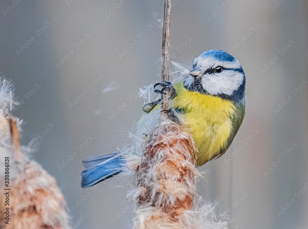 Obraz premium Blaumeise im Schilf