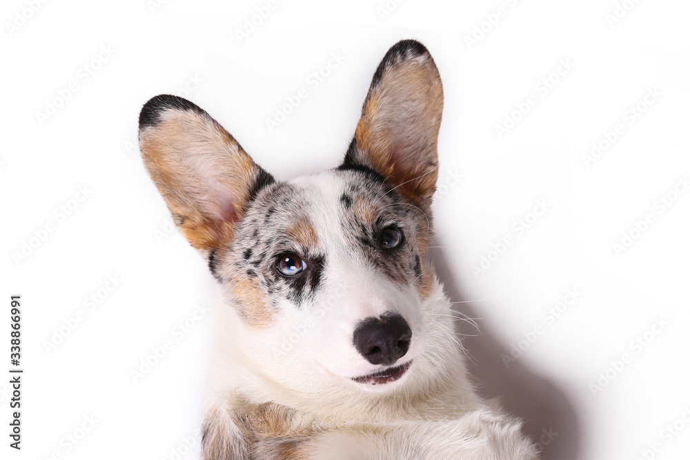 A blue merle corgi with big ears and funny fur stains. Cardigan welsh corgi dog with bright eyes. Close up, copy space for text, background.