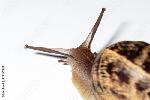 Snail walks slowly