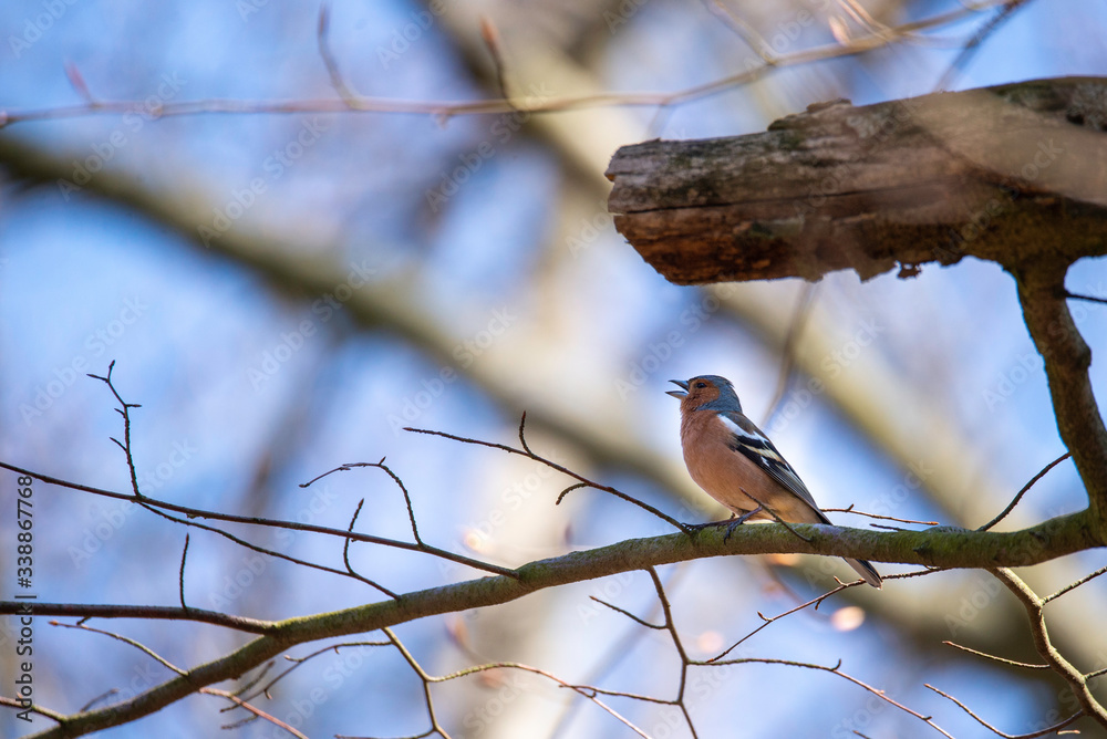 Obraz premium portrait of a beautiful chaffinch sitting and singing in the tree