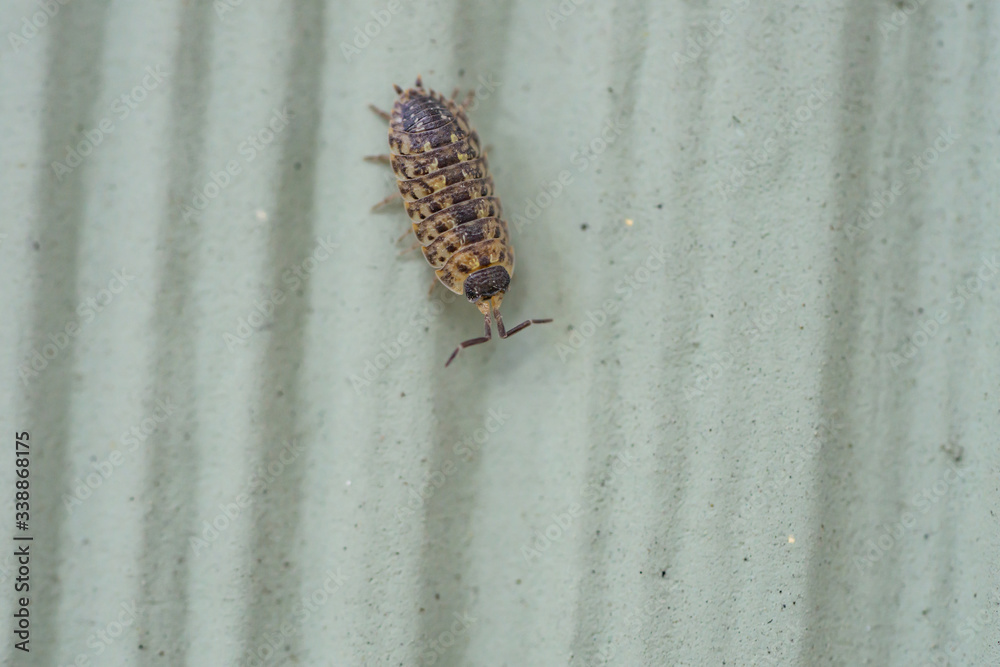 Brickwork Woodlouse in Springtime Brickwork Woodlouse in Springtime