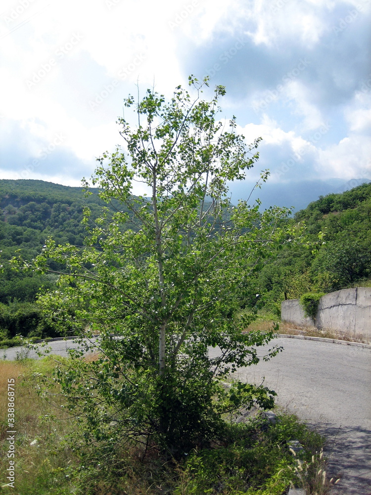 Obraz premium Road through mountains covered with dense green forest under a blue sky with clouds.
