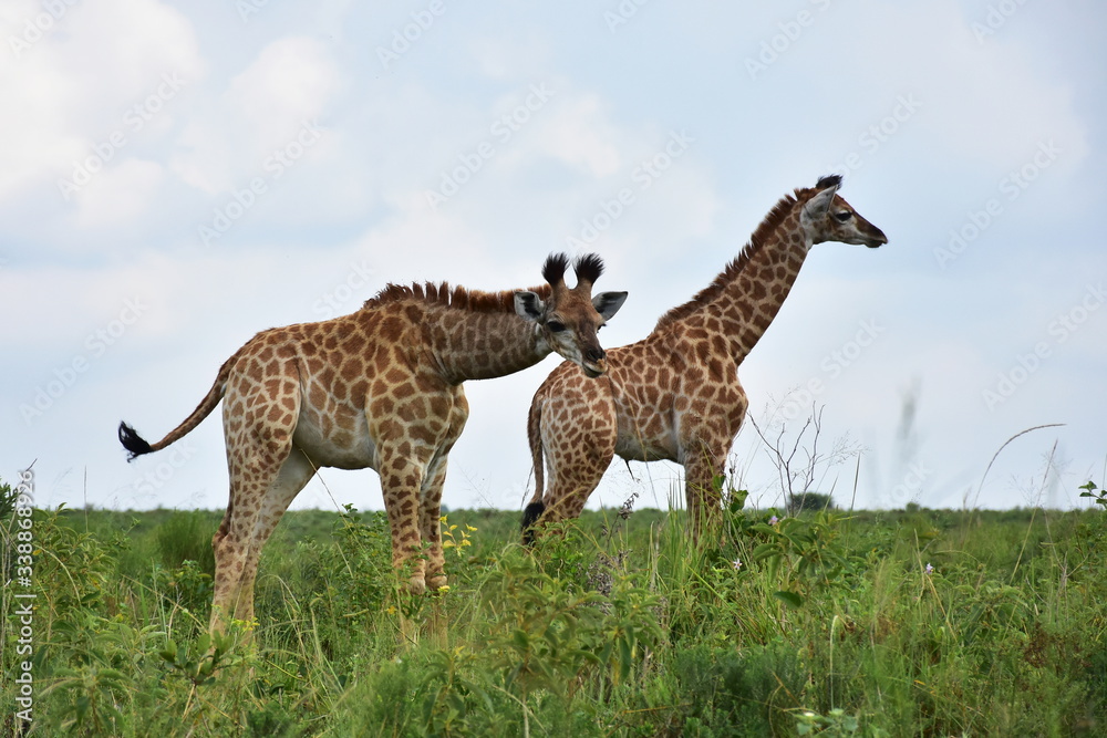 Obraz premium giraffes in wetland nature park in Sauth Africa