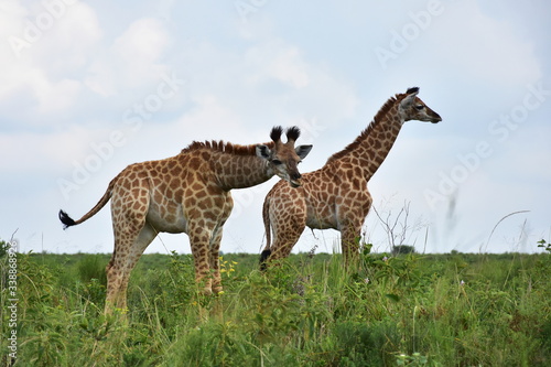 giraffes in wetland nature park in Sauth Africa