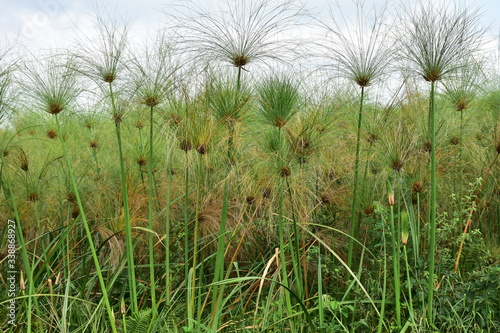 Foto papyrus plant in nature reserve Isimangaliso in South Africa