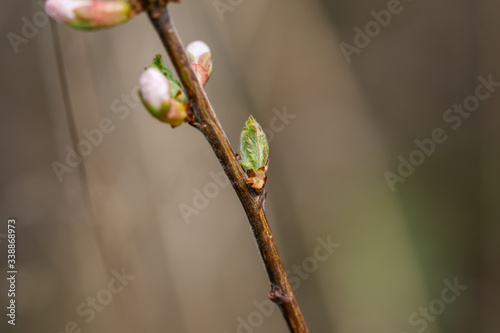 Nanking Cherry Leaves Sprouting in Springtime
