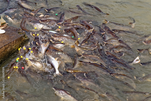 Feeding catfish at Wat Phanan Choeng Temple photo