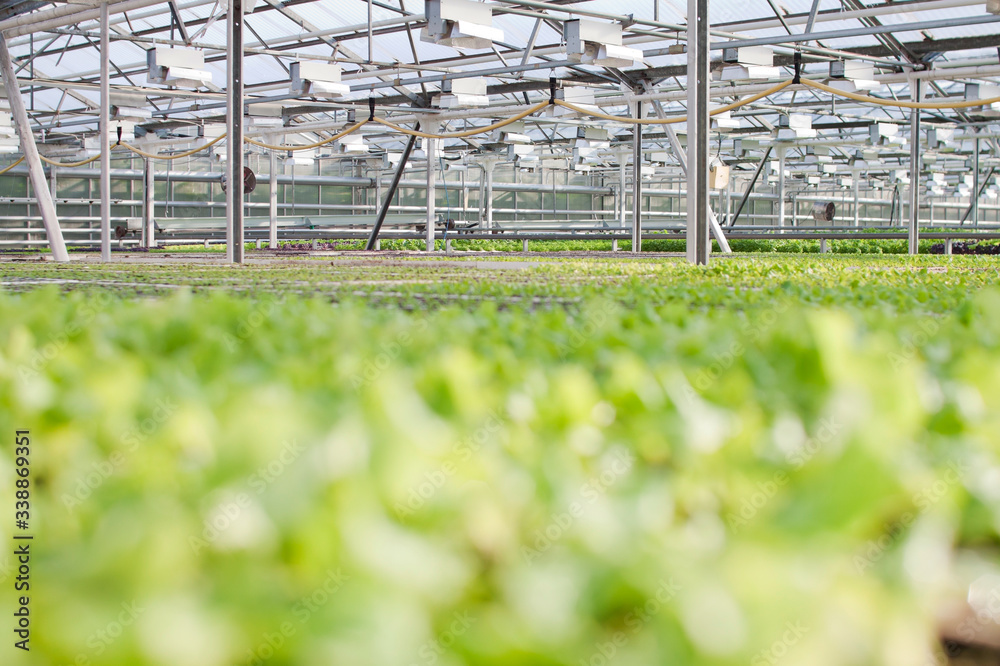 Salad plants growing inside a modern greenhouse