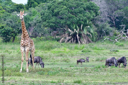 giraffes in wetland nature park in Sauth Africa photo