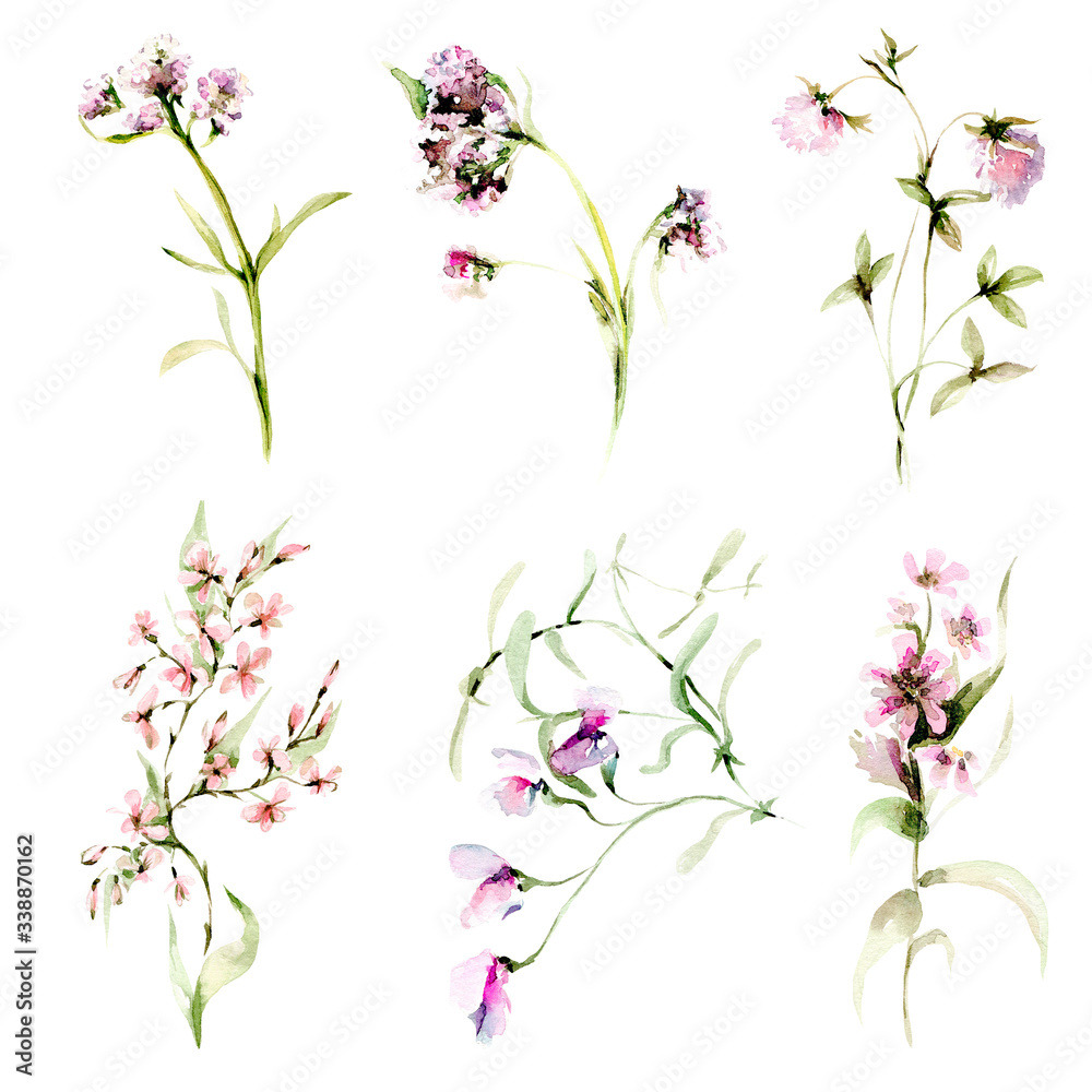 A set of field flowers, clover. Watercolor A set of field flowers, clover. Watercolor
