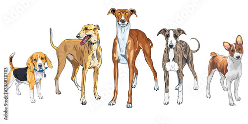 Vector set of dogs breed Italian Greyhound, hunting dog Basenji and Beagle