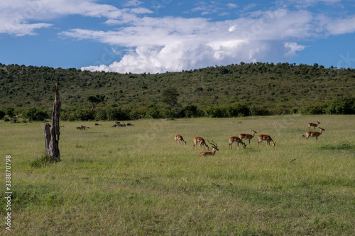 Gazelle