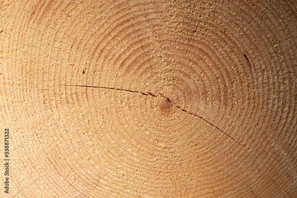Naklejka premium Detailed texture of annual ring on wooden beam