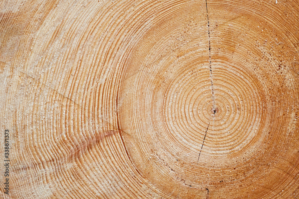 Detailed texture of annual ring on wooden beam Detailed texture of annual ring on wooden beam