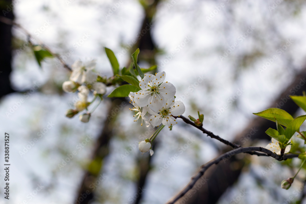 Flowers of the cherry in full bloom. Blooming garden in spring in April against a blue sky. Flowers of the cherry in full bloom. Blooming garden in spring in April against a blue sky.