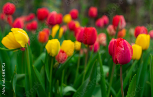 Fototapeta Naklejka Na Ścianę i Meble -  Lot of red and yellow tulips in garden